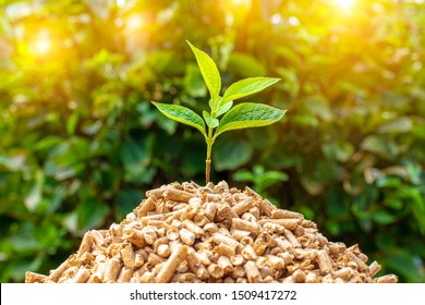 LE ENERGIE RINNOVABILI: BIOMASSE